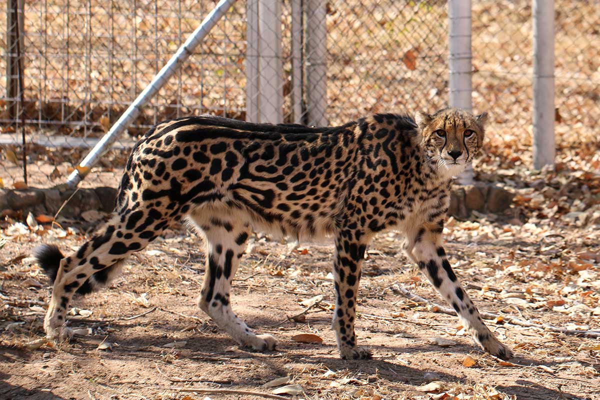 The Hoedspruit Endangered Species Centre