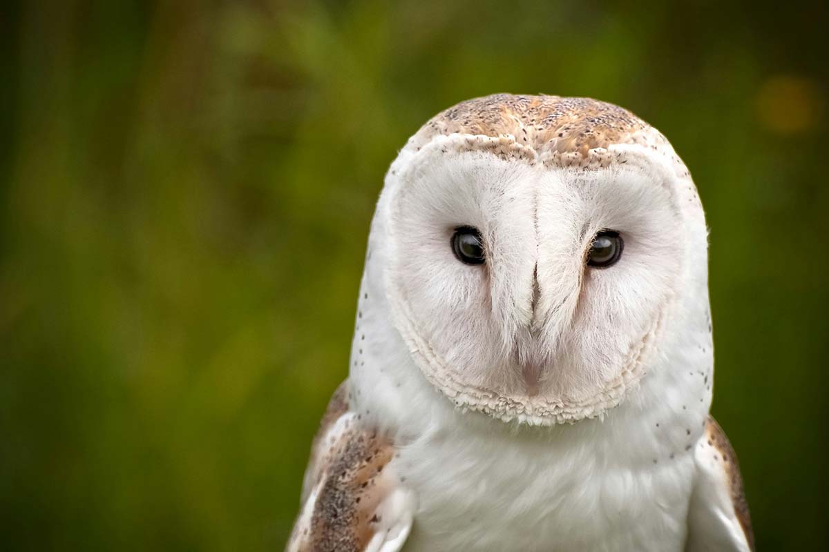 Owl Rescue Centre