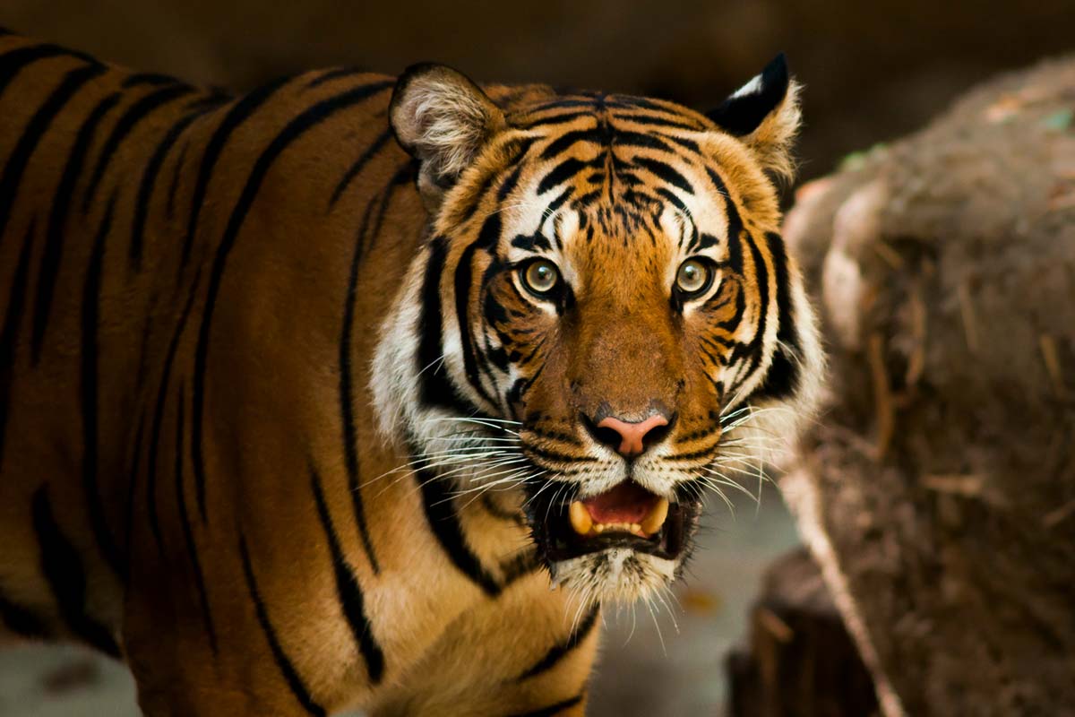 I adopted a tiger through the David Shepherd Wildlife Foundation (DSWF)