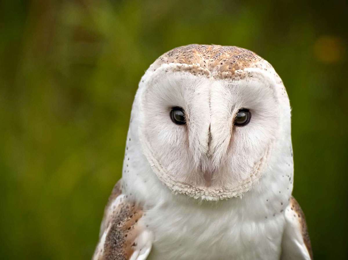 Owl Rescue Centre