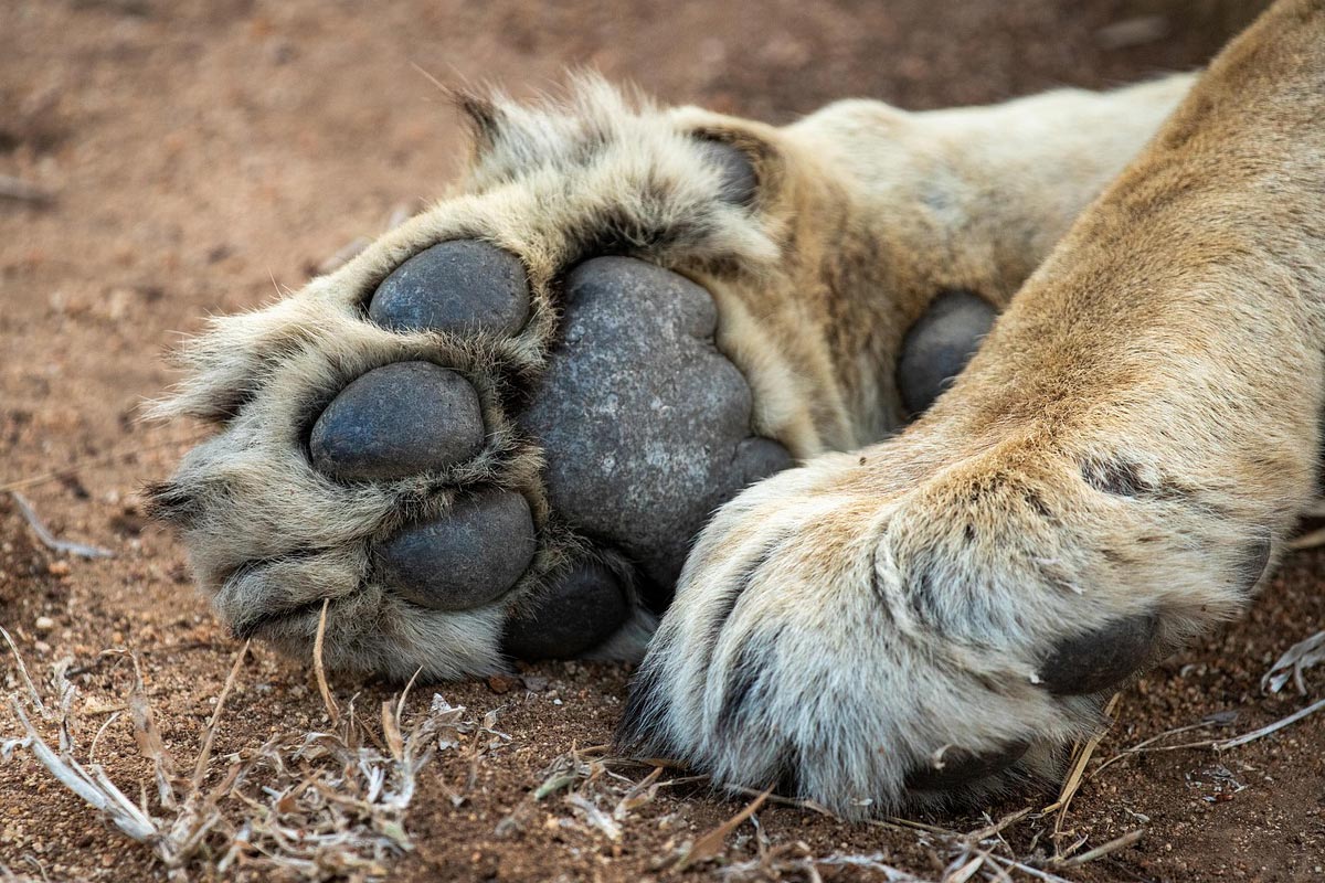Panthera Africa Big Cat Sanctuary